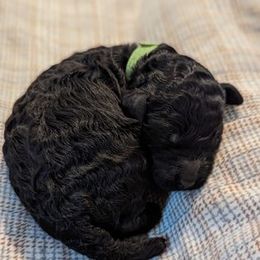 Poodle and Whippet Puppies from Moonbeam Whippets And Poodles