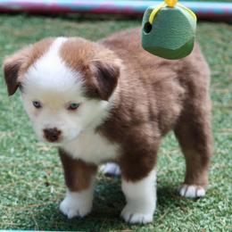 Mary Ellen - Red tri female Miniature Australian Shepherd puppy in South Branch, Michigan from Ross Ranch Mini and Standard Aussie's