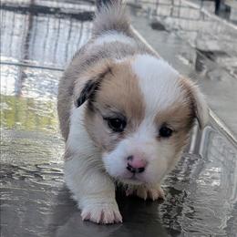 Sweet Potato - Red merle and white female Cardigan Welsh Corgi puppy in Hotchkiss, Colorado from Bell S Ranch