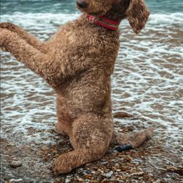 Winston - Poodle