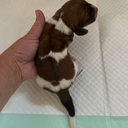 Male 2 - Mahogany and white male Basset Hound puppy in Lindley, New York from Hill Top Basset Hounds & Cane Corso