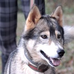 Zahra - Native American Indian Dog