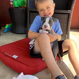 American Staffordshire Terrier Puppies from America's Best
