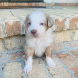 Janis - Red merle female Australian Shepherd puppy in Spanish Fort, Alabama from Southern Luck Aussies