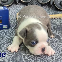 Linguine - Blue male Boston Terrier puppy in Griffin, Georgia from Celtic Performance Bostons