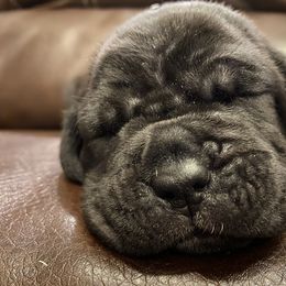 Neapolitan Mastiff Puppies from Battle Born Neos