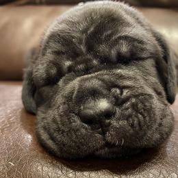 Neapolitan Mastiff Puppies from Battle Born Neos