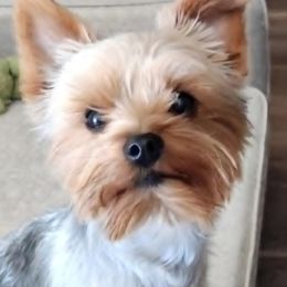 Max - Yorkshire Terrier