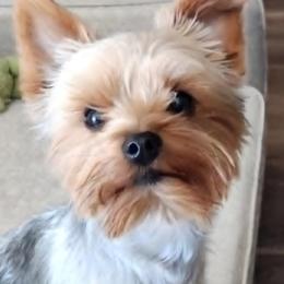 Max - Yorkshire Terrier