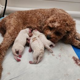 Cavapoo Puppies from Ellas.Pups