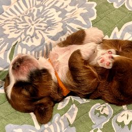 Halo Spartans - John - Orange - Sable and white male Cocker Spaniel puppy in Inman, South Carolina from Dees Cockers, LLC