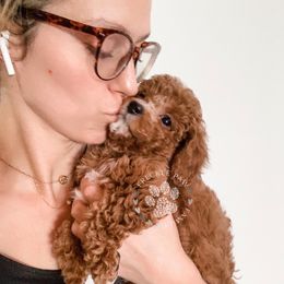 Cavapoo and Poodle Puppies from Freckle Paw Poodles