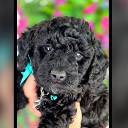 Teal - Black and white male Bernedoodle puppy in Vernon, Texas from Sugarland's Texas Goldendoodles