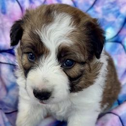 Border Collie puppies from Aloha Border Collies