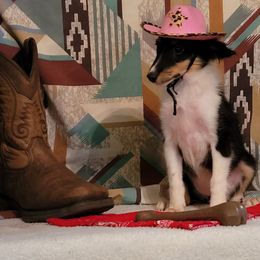 Fancy - Black white and tan female Shetland Sheepdog puppy in Altha, Florida from Hill Top Shelties