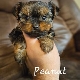 Peanut - Black and tan male Yorkshire Terrier puppy in West Plains, Missouri from Brinkley Yorkies