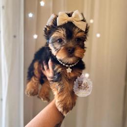 Lainey (Price 4,813) - Black and tan female Yorkshire Terrier puppy in Pittsburg, California from Crystal Garden Yorkies