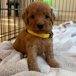 Yellow collar - Apricot female Goldendoodle puppy in Ridgewood, New Jersey from Jessie’s Doodles