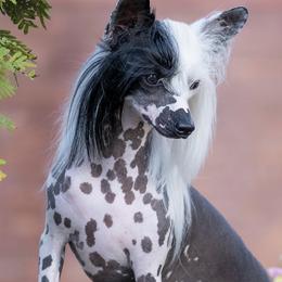 Chinese Cresteds and Poodles from Posh Poodles & Chinese Cresteds