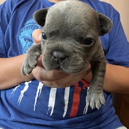 Boy 2 - Blue French Bulldog puppy in Williamston, North Carolina from Beth’s Precious Dachshunds and Frenchies