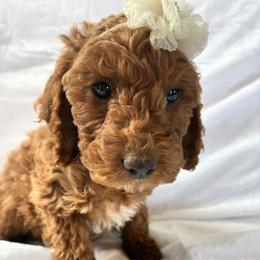 Ice - Red and white female Cockapoo puppy in Adrian, Oregon from ApplebyFarm