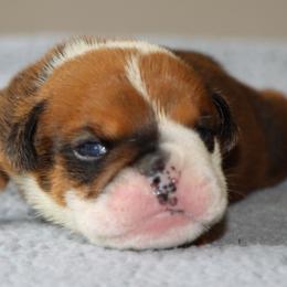 Mavrick - Red male Bulldog puppy in Winnsboro, Texas from JP Ranch Bulldogs