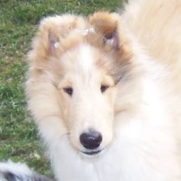 Collie Puppies from Thorndale Collies