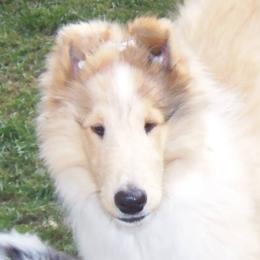 Collie Puppies from Thorndale Collies