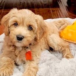 Australian Labradoodle Puppies from Lake Lure Labradoodles