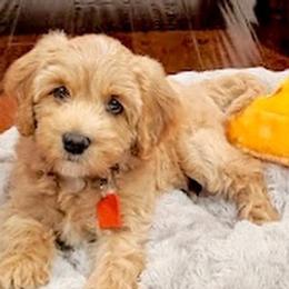 Australian Labradoodle Puppies from Lake Lure Labradoodles