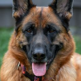 German Shepherds from Herbststurm German Shepherds, LLC