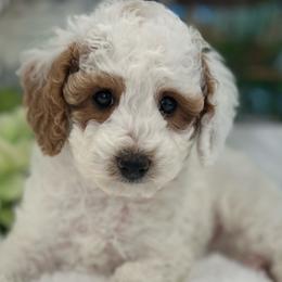 Lily - Parti female Poodle puppy in Nixa, Missouri from Foxtrot Farm Poodles