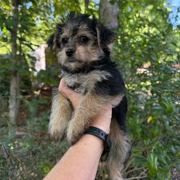 Tara - Black and tan female Yorkipoo puppy in Henderson, North Carolina from Dorans Danes and Doodles