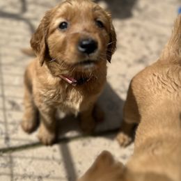 Golden Retriever Puppies from Golden Wiggle Retrievers
