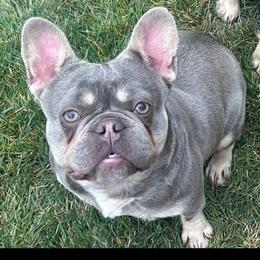Stella - Blue female French Bulldog puppy in New Castle, Delaware from Sasha’s Elite Kennel LLC