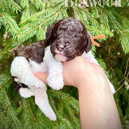 Boxwood - Parti male Poodle puppy in Wilkes Barre, Pennsylvania from Apricity Poodles