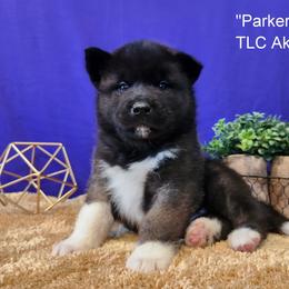 AKC Parker - Black, brown undercoat male Akita puppy in Chillicothe, Missouri from TLC Akitas