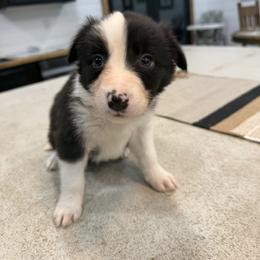 Jackson - Black and white male Border Collie puppy in Washburn, Missouri from BS Farms