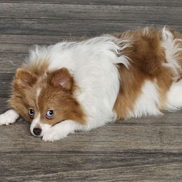 Hazel - Pomeranian