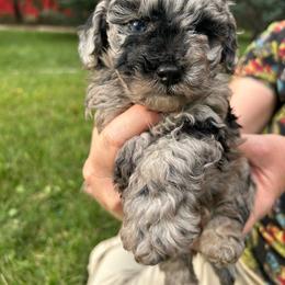 Harvey - Parti male Poodle puppy in Manassa, Colorado from Cami’s Colorado Cuties