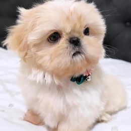 Shih Tzus from FurloveShihtzu