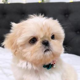 Shih Tzus from FurloveShihtzu