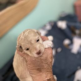 Girl 2 - Cream female Poodle puppy in Sarasota, Florida from Paradise Poodles