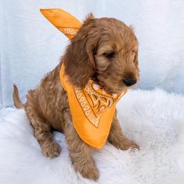 Goldendoodle Puppies from Celebrity Doodles DFW