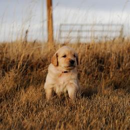 Pink (pink) - Golden female Golden Retriever puppy in Bynum, Montana from Summit Canine Breeding