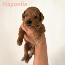Magnolia - Apricot female Goldendoodle puppy in Hughesville, Maryland from Fox Run Farm