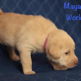 Pink collar - Yellow female Labrador Retriever puppy in Wallace, North Carolina from Maya's World Labradors with Love