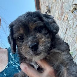 Boomer - Chocolate male Cavapoo puppy in Hesperia, Michigan from Yankee Doodle Dogs