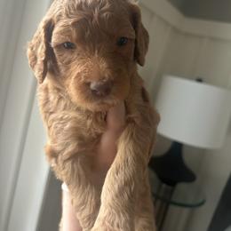 Benny - Apricot male Goldendoodle puppy in De Land, Florida from Rezapour Doodle Estate