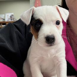 Girl 2 - Tri-color female Jack Russell Terrier puppy in Yakima County, Washington from Saddle Rock Kennels